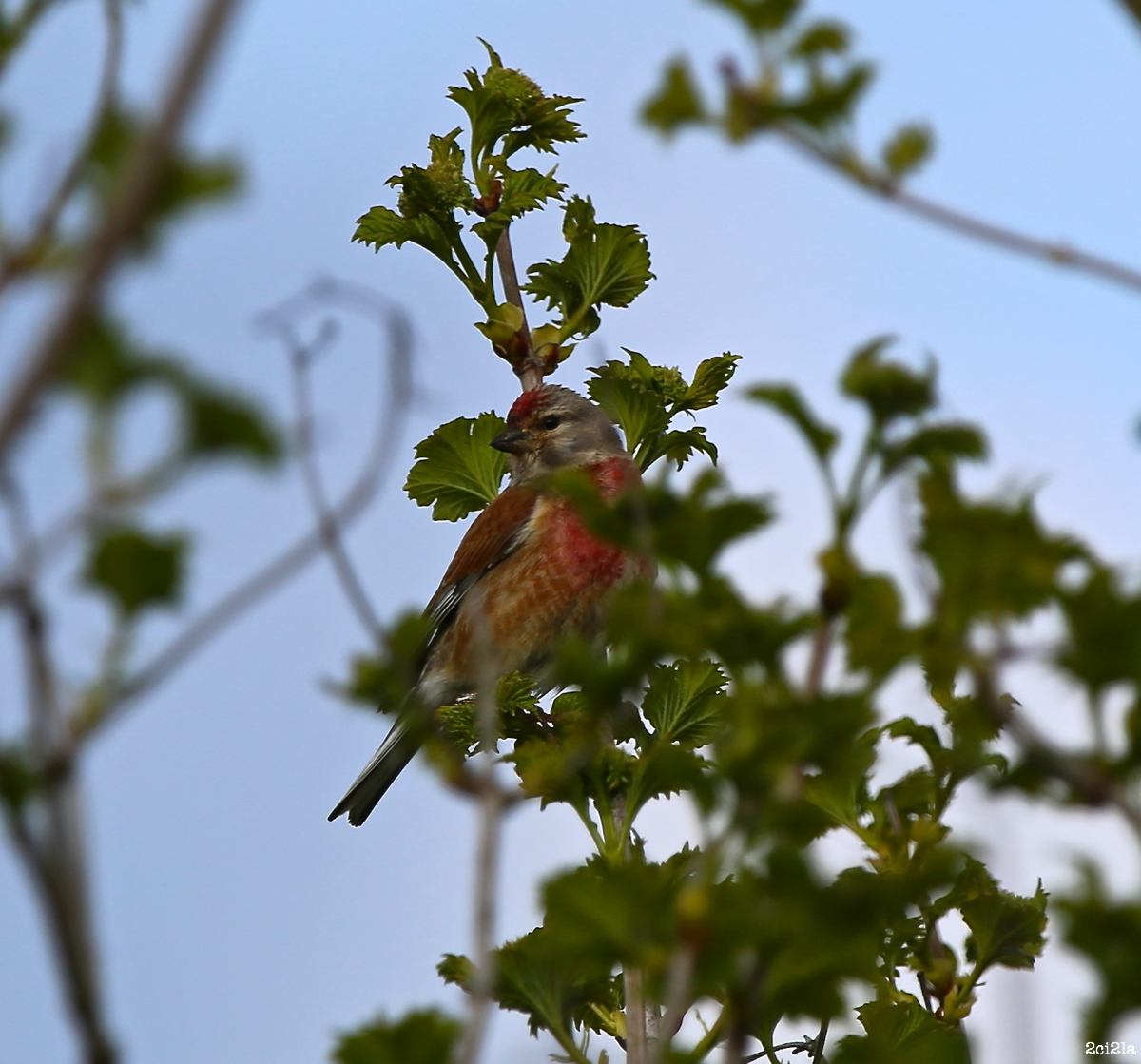 Linotte mélodieuse. Mai 2016