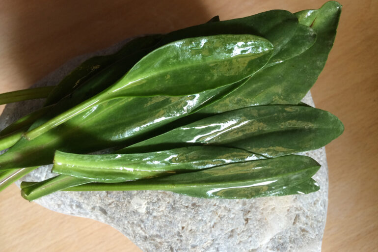 Ouverture de la récolte des asters maritimes