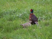 Modification des dates de clôture de la chasse dans le département