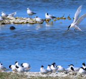 A écouter ! L’ambiance sonore de la réserve du hable d’Ault