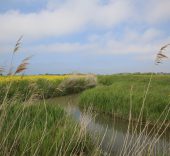 A écouter ! Le phragmite des joncs
