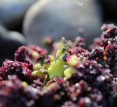 Chou marin : le pourpre printanier des galets