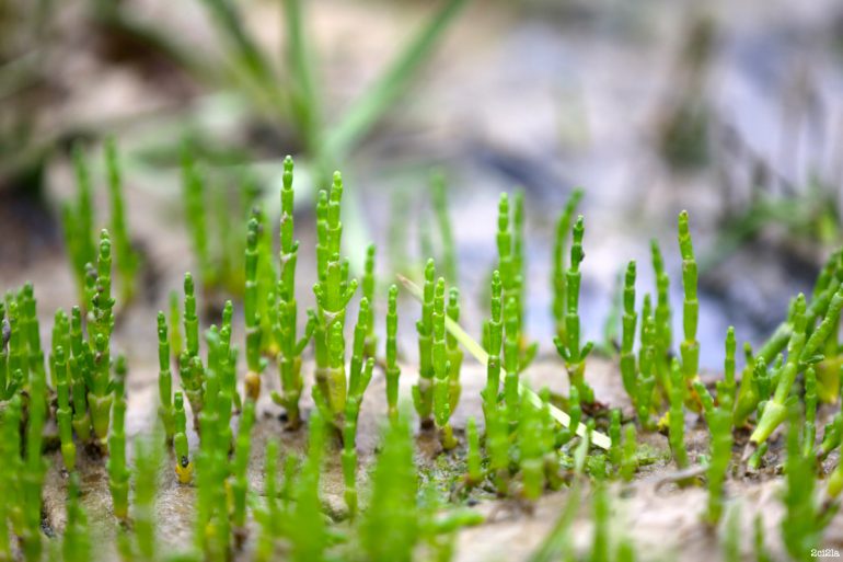 Les premières salicornes de la saison 2016 sont arrivées