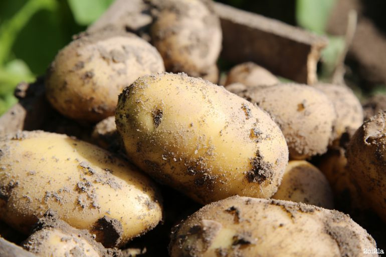 La pomme de terre primeur de Cayeux-sur-Mer