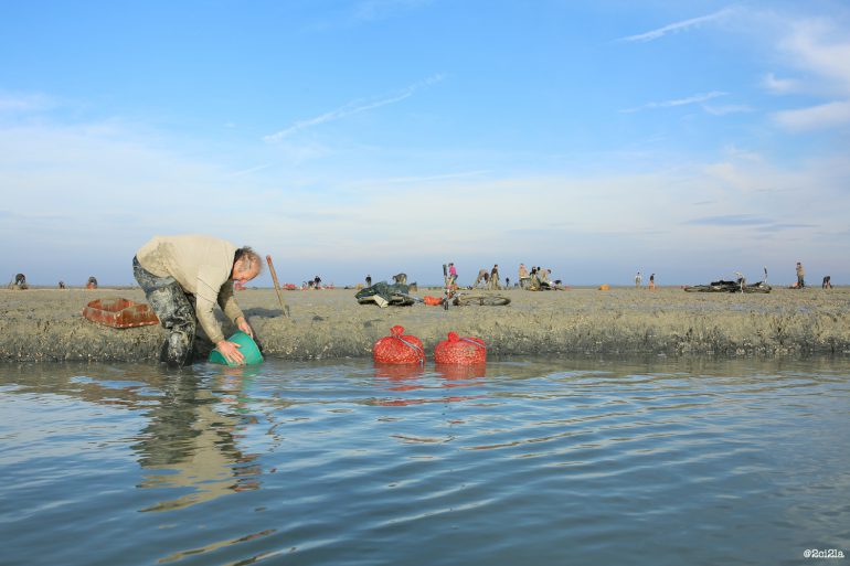La pêche aux coques