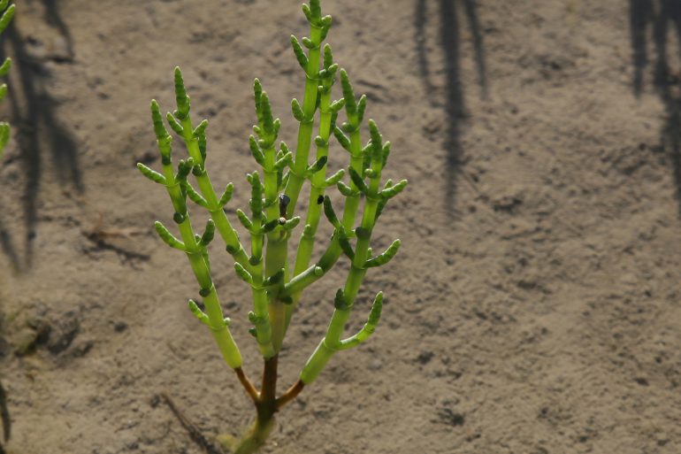 La salicorne, gourmandise de l’estran