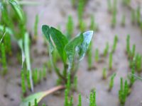 Asters maritimes : ouverture de la saison