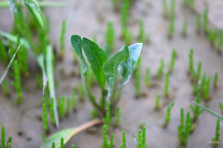 Asters maritimes : ouverture de la saison