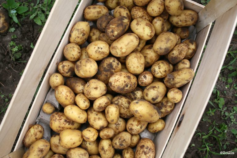 La pomme de terre primeur de Cayeux-sur-Mer