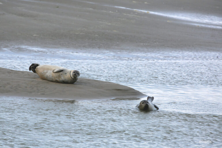 Un jeune phoque sur la plage, c’est normal !
