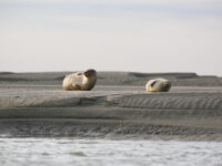 Un jeune phoque sur la plage, c’est normal !
