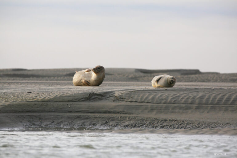 Un jeune phoque sur la plage, c’est normal !