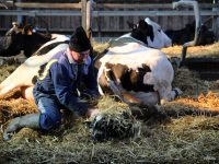 Agriculteurs des bas-champs en colère