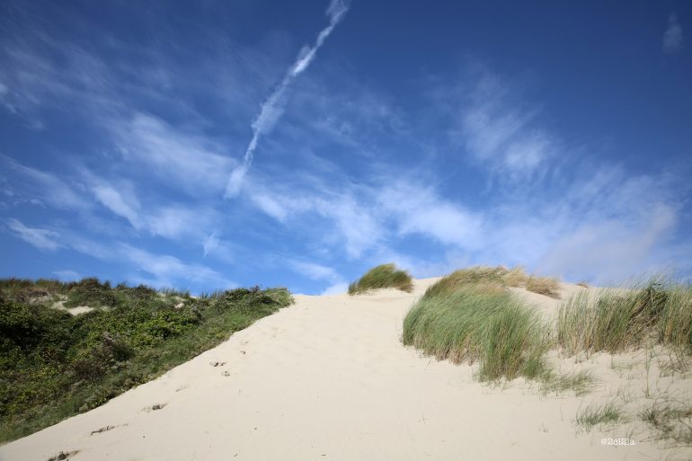 Sortie nature : les plantes du littoral