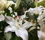 Concours des maisons fleuries, inscrivez-vous !