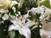 Concours des maisons fleuries