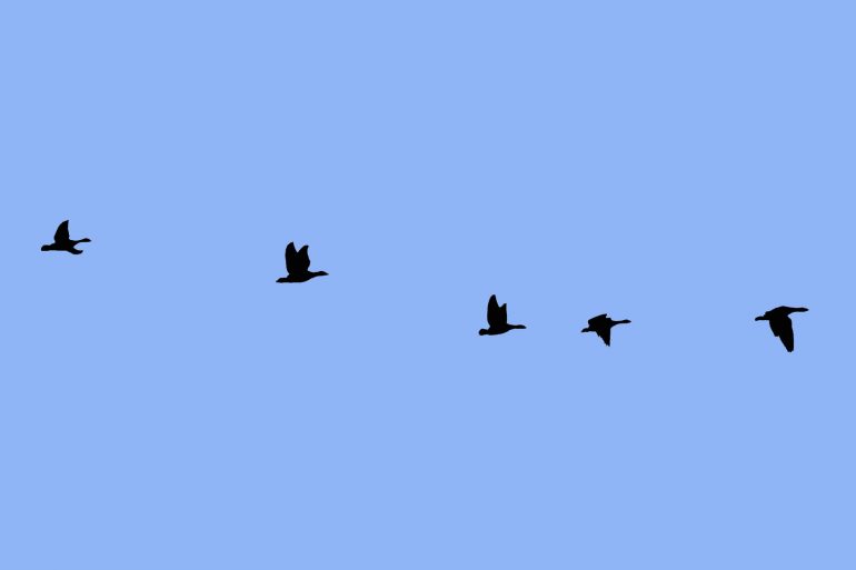 Cinéma : Des oies, en tournage au dessus de Cayeux-sur-Mer