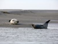 Observer au Hourdel, la plus importante colonie de phoques de France