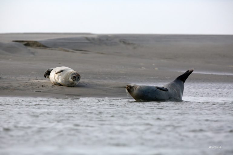 Observer au Hourdel, la plus importante colonie de phoques de France