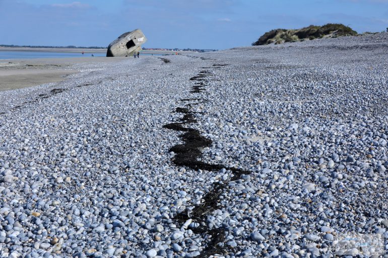 Laisse de mer, richesse du lien entre terre et mer