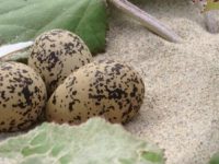 Gravelots : attention, espèces fragiles !