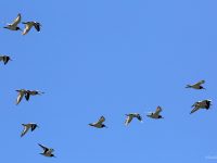 Au coeur du monde des oiseaux dans la réserve avifaune du hâble d’Ault, épisode printanier…