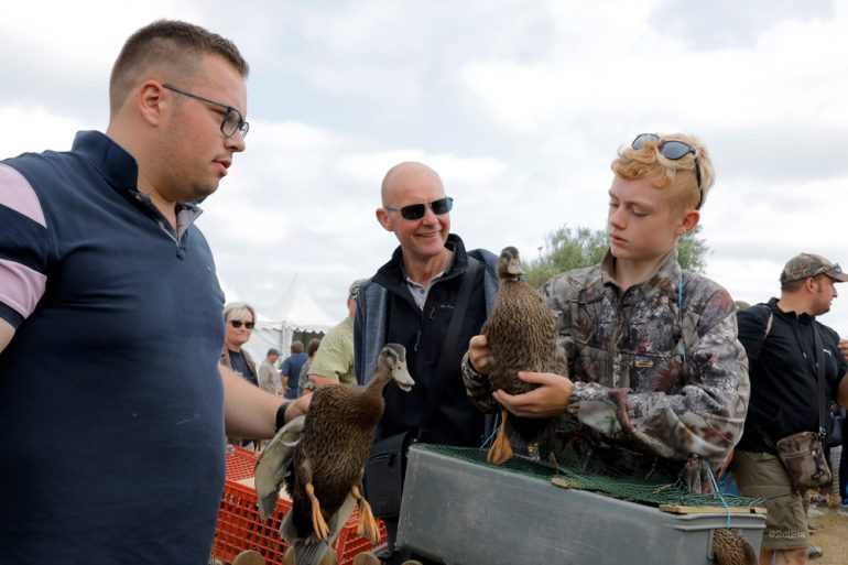 Amassoères, siffleurs et sarcelles, vedettes incontestables du Salon des migrateurs