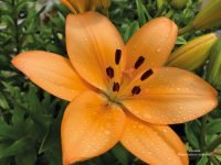 Et si vous participiez au concours des maisons fleuries ?