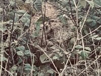 Nid de frelons asiatiques : soyez prudents