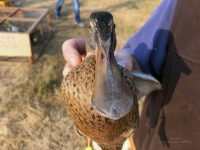 Influenza aviaire : le risque est augmenté de “négligeable” à “modéré”