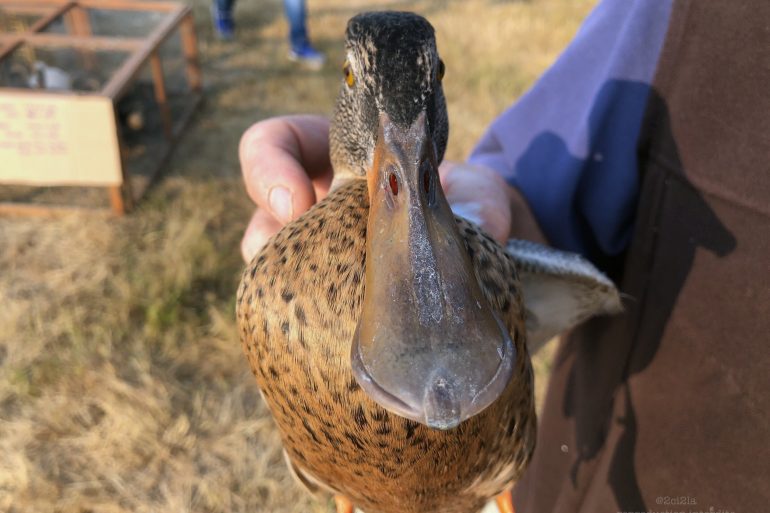 Influenza aviaire : le risque est augmenté de “négligeable” à “modéré”