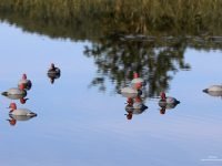 Influenza aviaire : élargissement de la zone sous surveillance