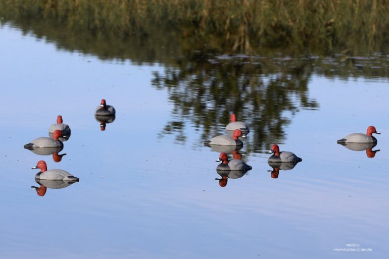 Influenza aviaire : élargissement de la zone sous surveillance