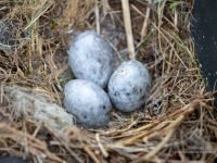 Stérilisation des oeufs de goélands par drone