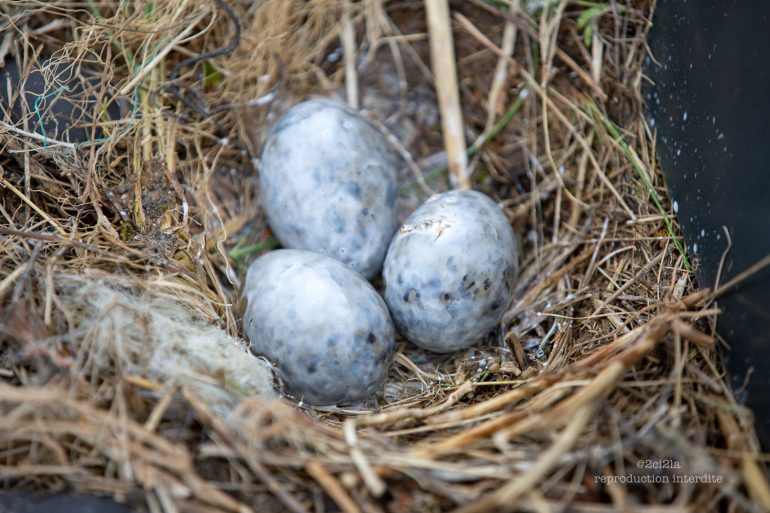 Stérilisation des oeufs de goélands par drone