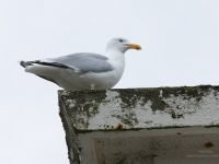 Vivre avec les Goélands