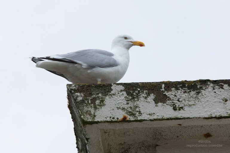 Vivre avec les Goélands