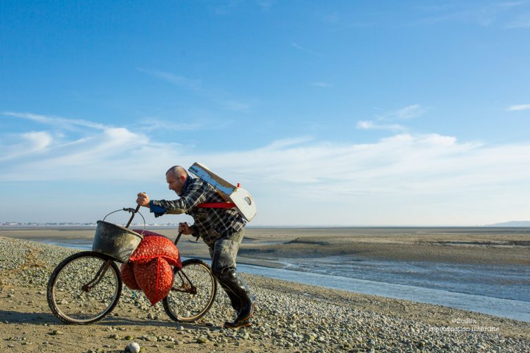 Ouverture de la pêche aux coques au Hourdel du 10 mars au 2 avril 2021