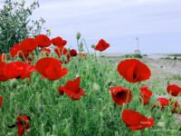 Deux fleurs 2021 pour Cayeux-sur-Mer