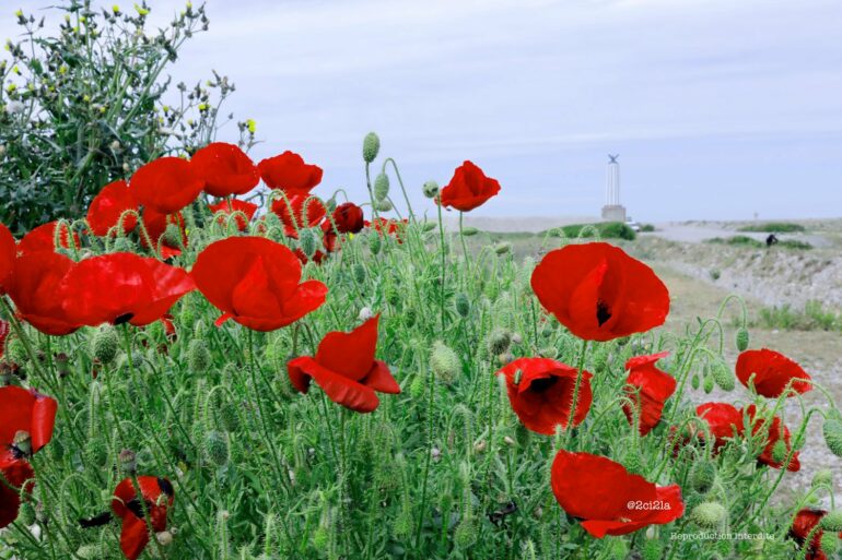 Deux fleurs 2021 pour Cayeux-sur-Mer