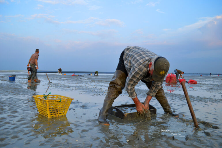 Prolongation de la pêche aux coques au Hourdel