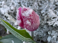 Alerte météo neige et verglas