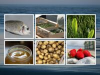 Un marché des produits du terroir à Cayeux, ça vous tente ?