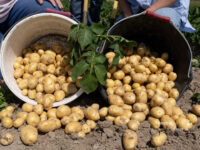 La pomme de terre primeur de la baie de Somme
