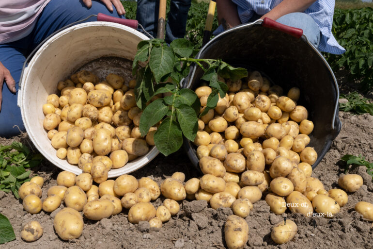 La pomme de terre primeur de la baie de Somme, millésime 2022 est arrivée !