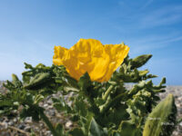 Concours des maisons fleuries