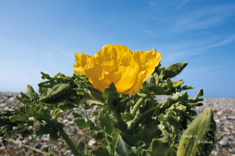 Concours des maisons fleuries