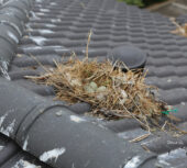 Goélands : avez-vous des nids chez vous ?