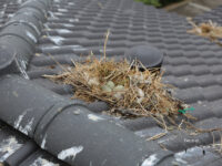 Goélands : avez-vous des nids chez vous ?