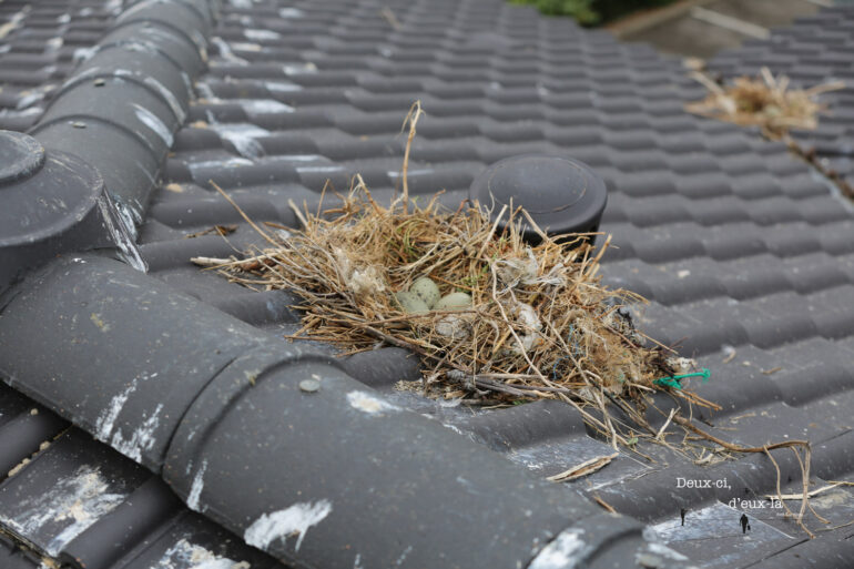 Goélands : avez-vous des nids chez vous ?